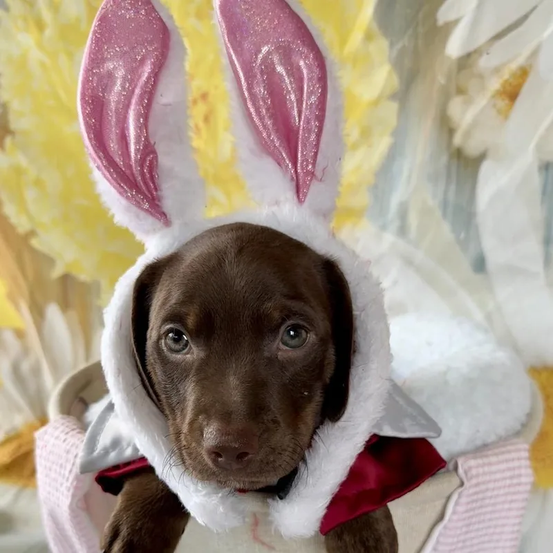 Sir Hopsalot thumbnail 2