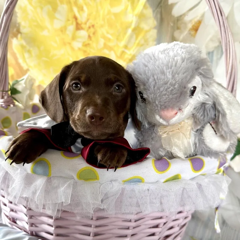 Sir Hopsalot thumbnail 3