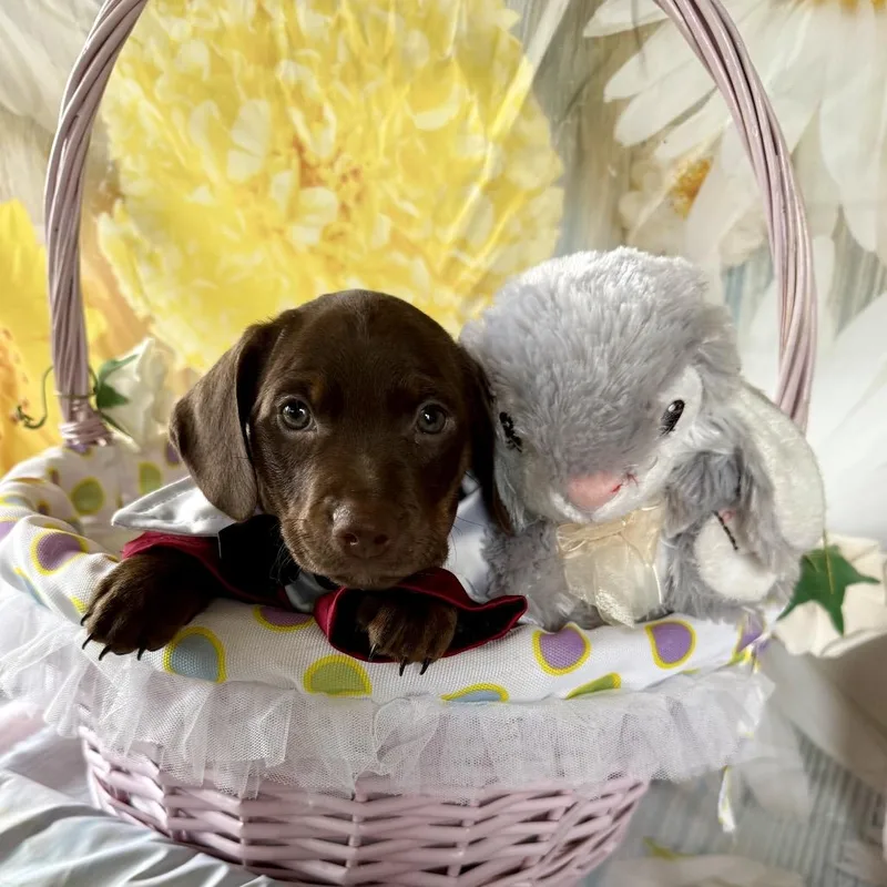 Sir Hopsalot thumbnail 4