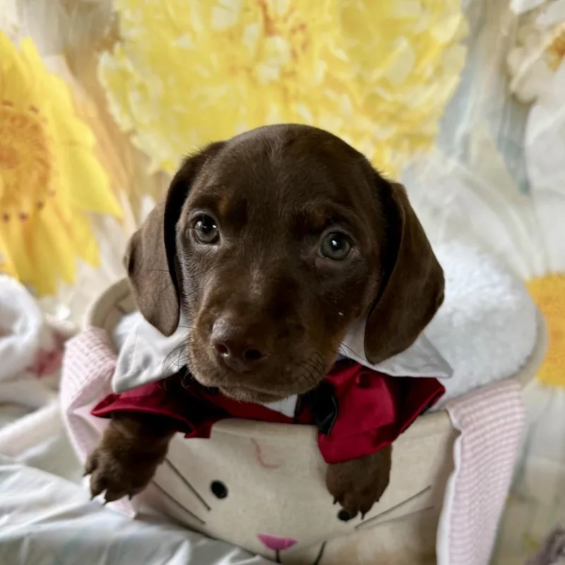 Sir Hopsalot thumbnail 5