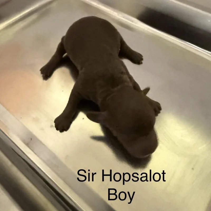 Sir Hopsalot thumbnail 6