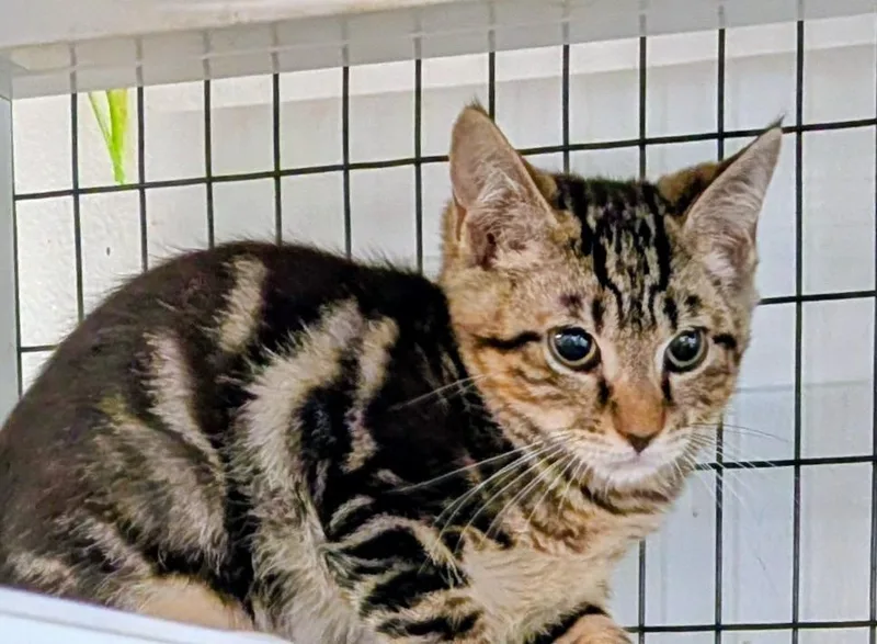 A baby small-sized male Domestic Short Hair cat named Ronald for adoption in St. Augustine, FL