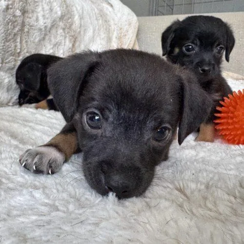 A baby small-sized male Black Chihuahua dog named Orion for adoption in Coachella, CA