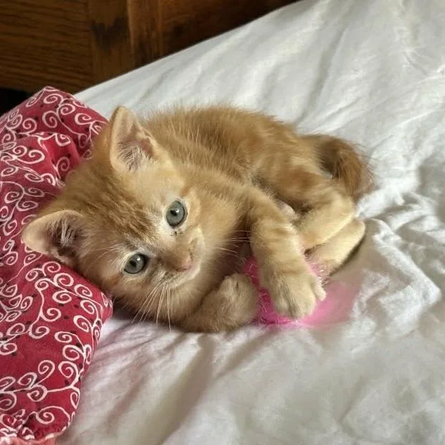 A baby small-sized male Orange / Red Domestic Short Hair cat named Ginko for adoption in Las Cruces, NM