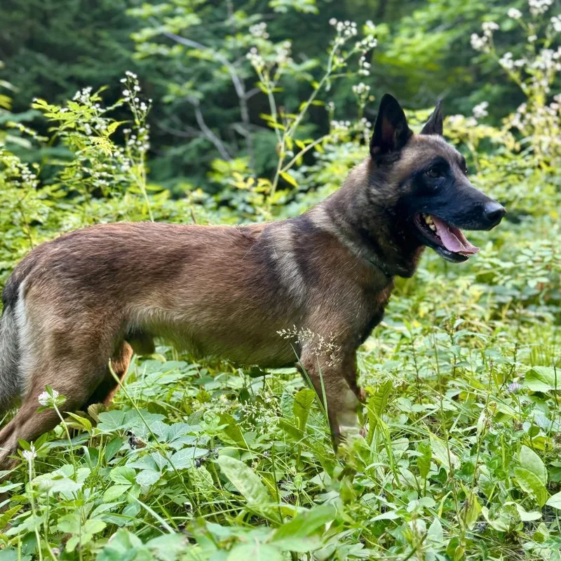 An adult medium-sized male Brown / Chocolate Belgian Shepherd / Malinois dog named Rasmus for adoption in Milford, NY