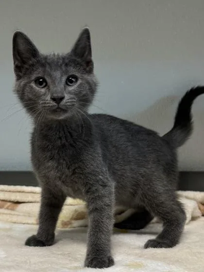A baby medium-sized male Gray / Blue / Silver Domestic Short Hair cat named Pizza for adoption in Tinley Park, IL