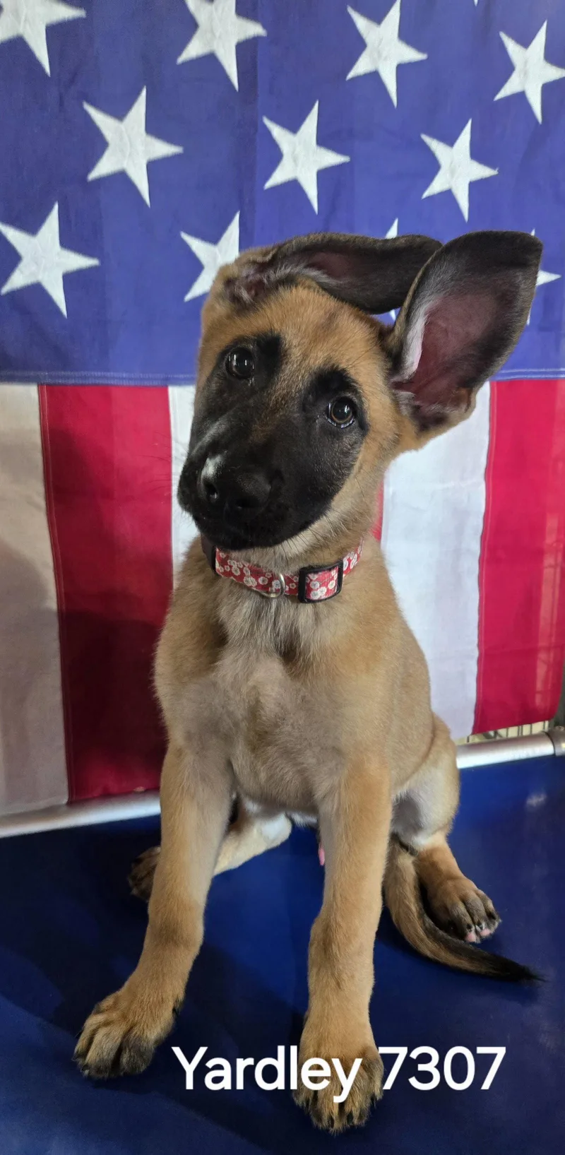A young medium-sized male German Shepherd Dog dog named Yardley for adoption in Centreville, VA