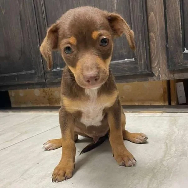 A baby small-sized male Brown / Chocolate Chihuahua dog named Tito for adoption in Laredo, TX