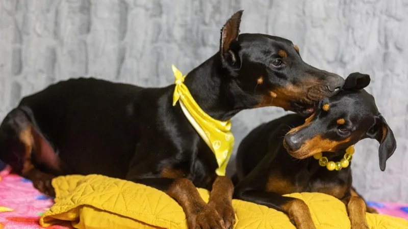 An adult large-sized male Black Doberman Pinscher dog named Ethan for adoption in Pearland, TX
