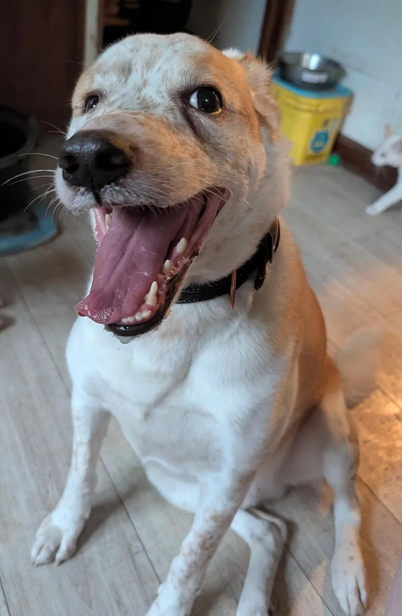An adult medium-sized male Apricot / Beige Husky dog named Sonny for adoption in Brainerd, MN