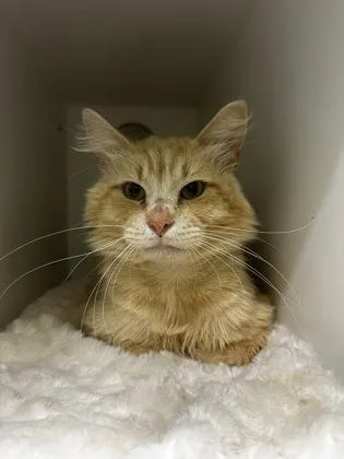 An adult medium-sized male Domestic Medium Hair cat named Orange Peel for adoption in Mansfield, TX