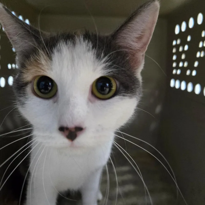 A young medium-sized female Calico Domestic Short Hair cat named Lacey for adoption in Newark, NJ
