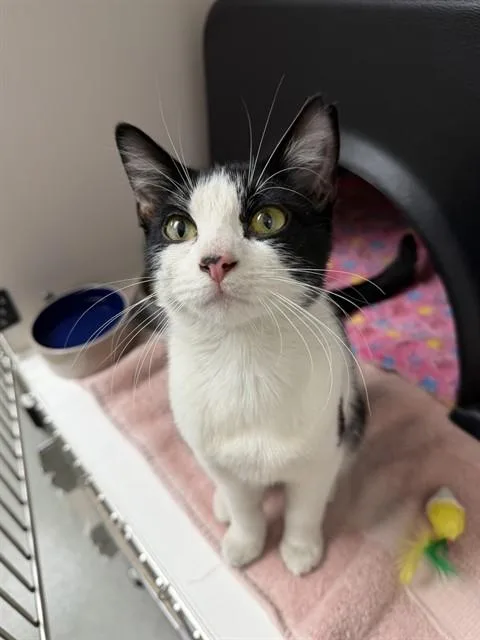 A young medium-sized female Domestic Short Hair cat named Iggy for adoption in Ontario, CA