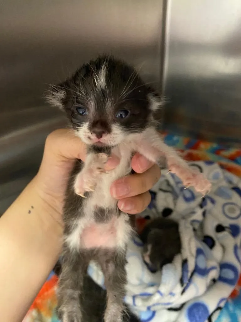 A baby large-sized male Domestic Short Hair cat named Ferdinand for adoption in Lockhart, TX