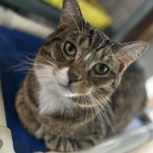 A young medium-sized male Tabby (Brown / Chocolate) Domestic Short Hair cat named Pusskins for adoption in Tipp City, OH