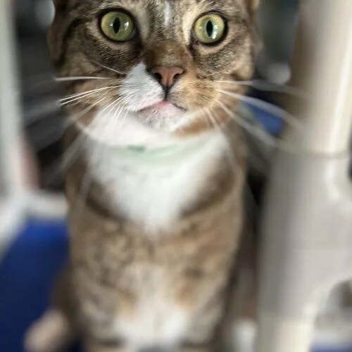 Pusskins thumbnail 4