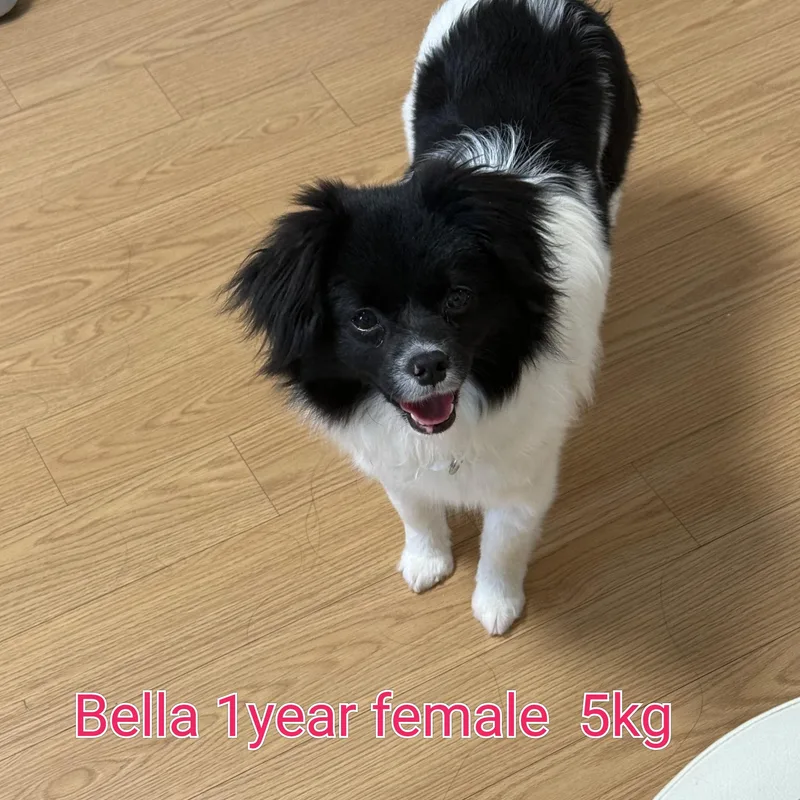 A young small-sized female Terrier dog named Bella for adoption in Duluth, GA