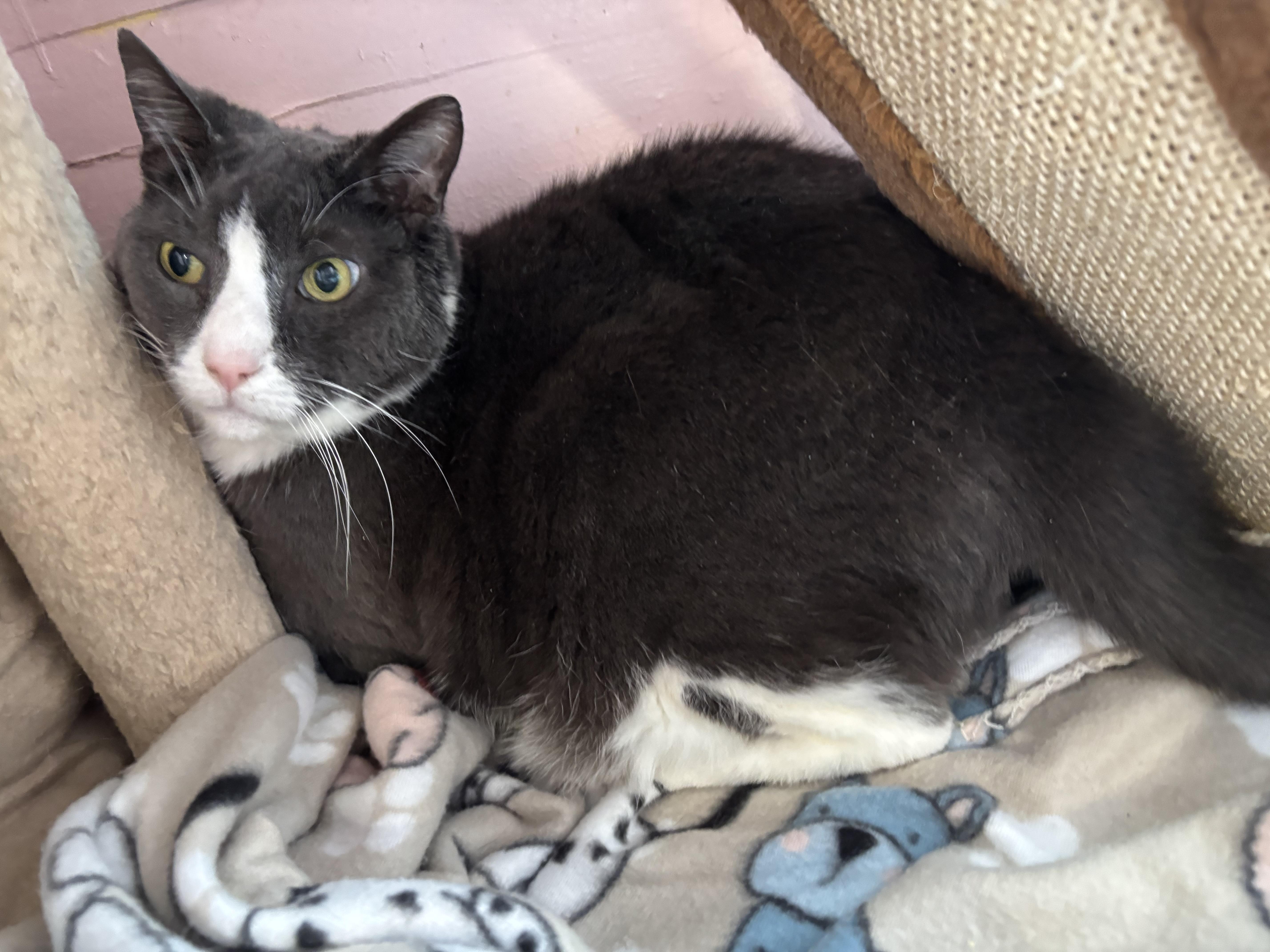 An adult large-sized male Gray & White Domestic Short Hair cat named Roscoe for adoption in Hudson, NY