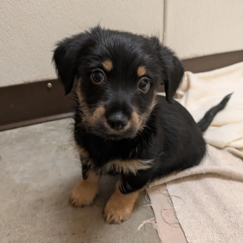 A baby small-sized male Mixed Breed dog named Ren for adoption in Fulton, TX