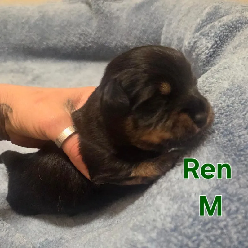 Ren thumbnail 2