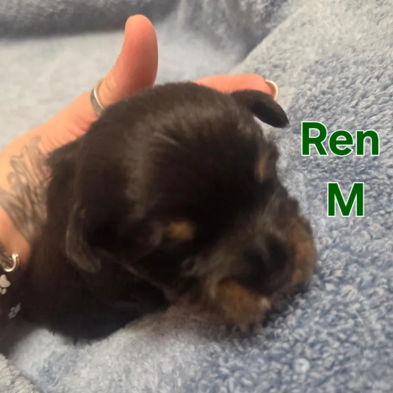 Ren thumbnail 3