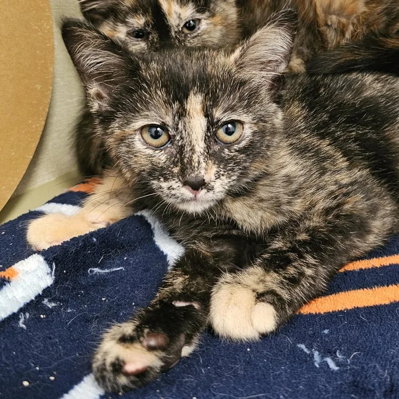 A baby small-sized female Tortoiseshell Domestic Short Hair cat named Tina for adoption in Monroe, MI