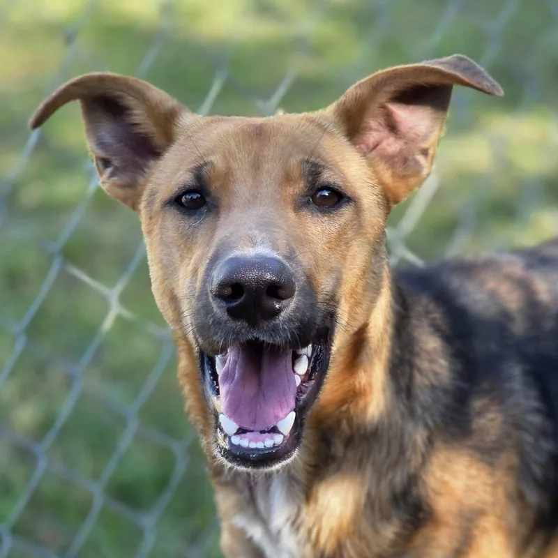 A young medium-sized male Tricolor (Brown, Black, & White) Shepherd dog named Tanner for adoption in Anniston, AL