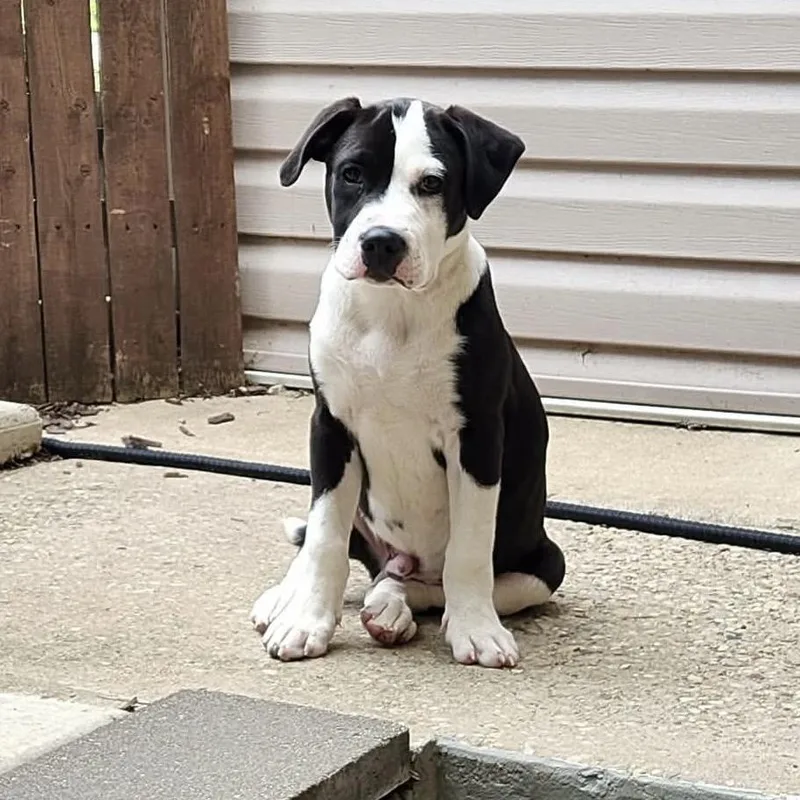 A baby medium-sized male White / Cream Mixed Breed dog named Chex for adoption in Plainfield, IL