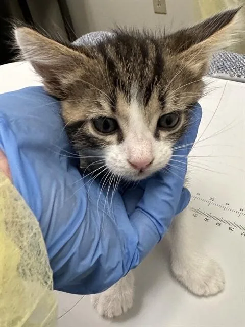 A baby small-sized female Domestic Short Hair cat named Dori for adoption in Phoenix, AZ