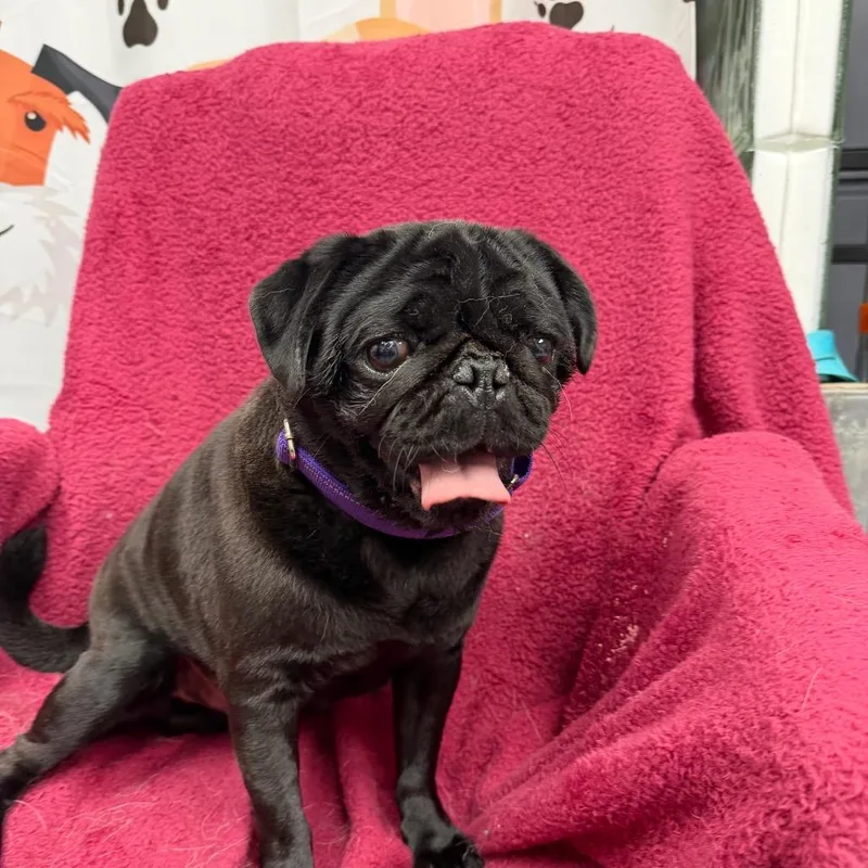 An adult small-sized male Black Pug dog named Moe for adoption in Uniontown, PA