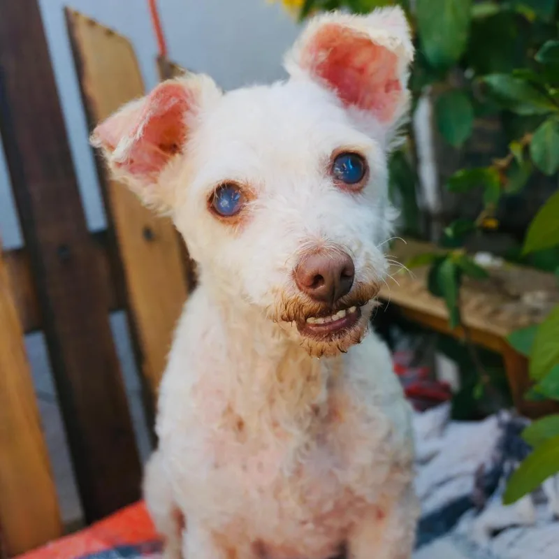 A senior small-sized female White / Cream Poodle dog named Wilma for adoption in San Diego, CA