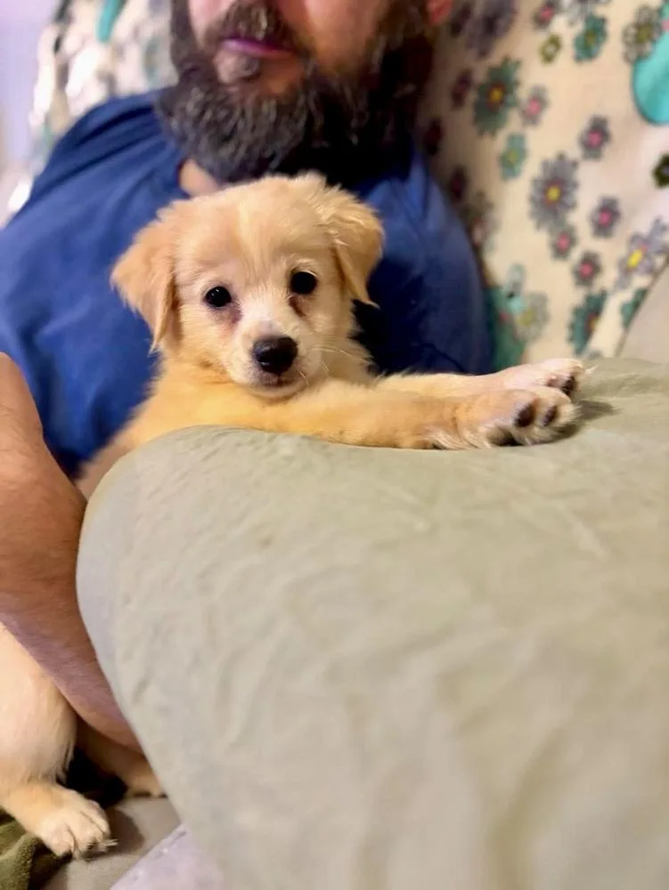 A baby small-sized male Pomeranian dog named Ryan for adoption in Valley Stream, NY