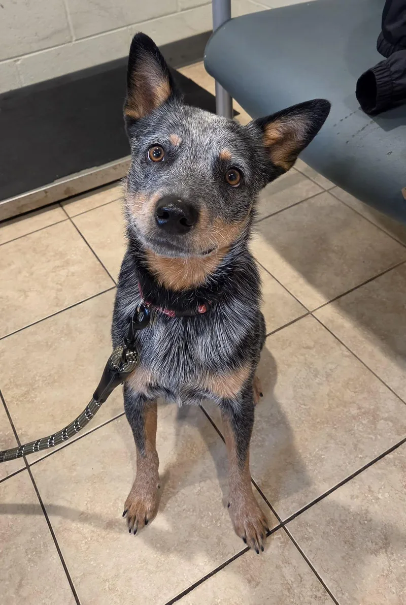 An adult medium-sized male Gray / Blue / Silver Australian Cattle Dog / Blue Heeler dog named Banjo for adoption in Sparta, WI