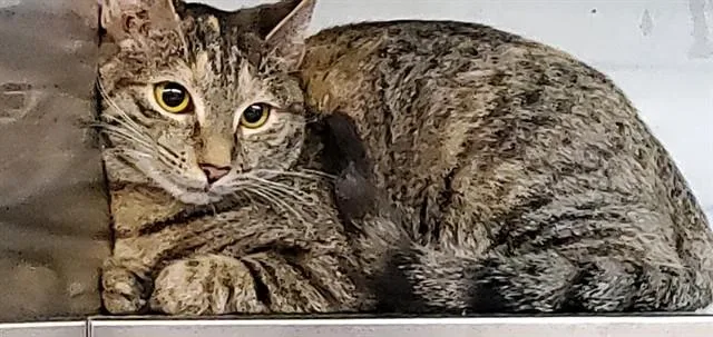 A young medium-sized female Domestic Short Hair cat named Honeycrisp for adoption in Aurora, IL