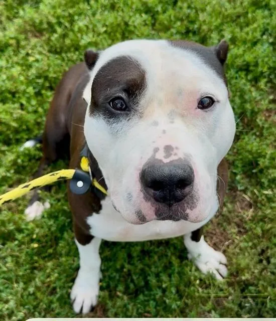 An adult large-sized female Terrier dog named Puree for adoption in Olivette, MO