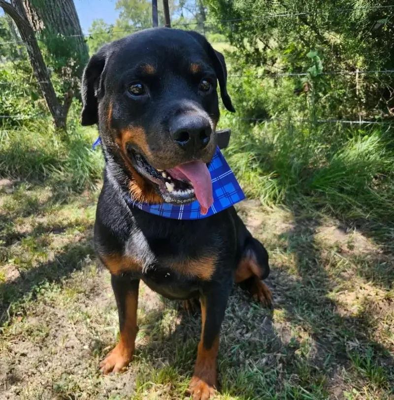 An adult large-sized male Rottweiler dog named Whiskey for adoption in Polk, OH