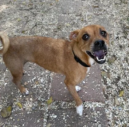 An adult small-sized male Terrier dog named JoJo for adoption in New Orleans, LA