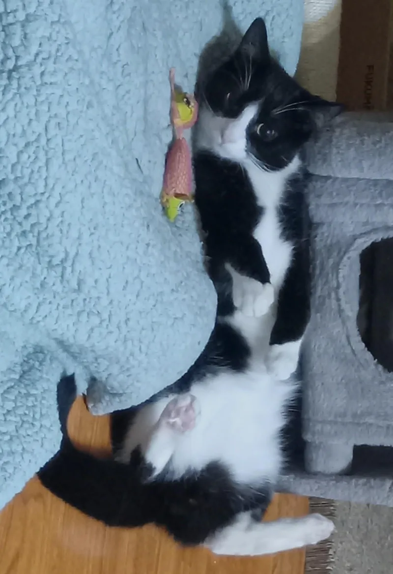 A young medium-sized male Black & White / Tuxedo Domestic Short Hair cat named Jim Grey for adoption in Grifton, NC