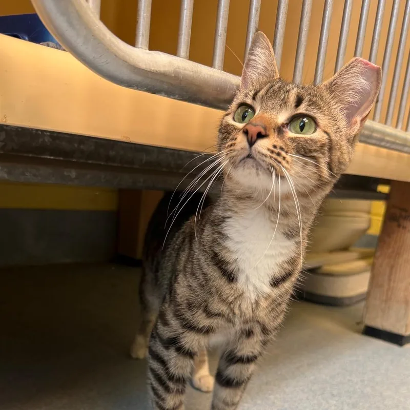 An adult small-sized female Brown / Chocolate Domestic Short Hair cat named Robin for adoption in East Hanover, NJ