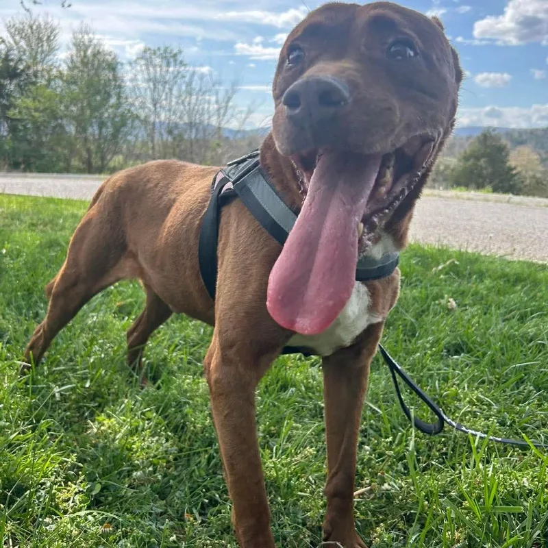 Clifford thumbnail 2