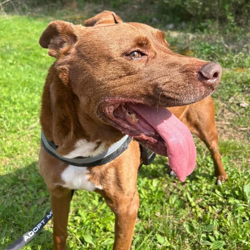 Clifford thumbnail 3