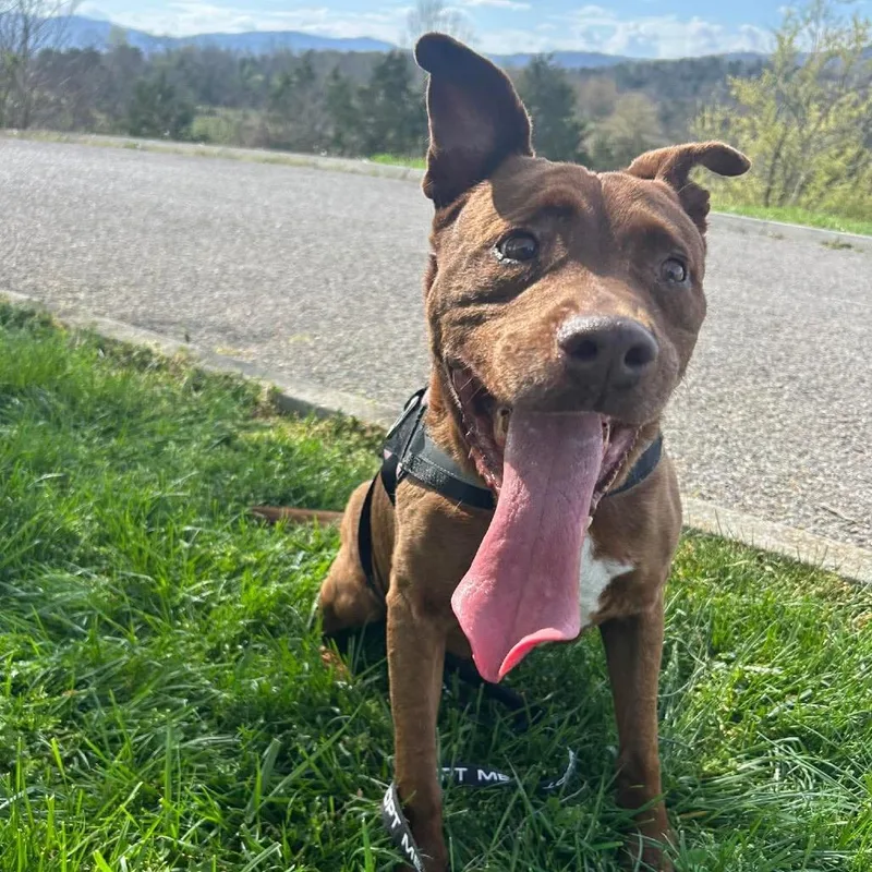 Clifford thumbnail 4