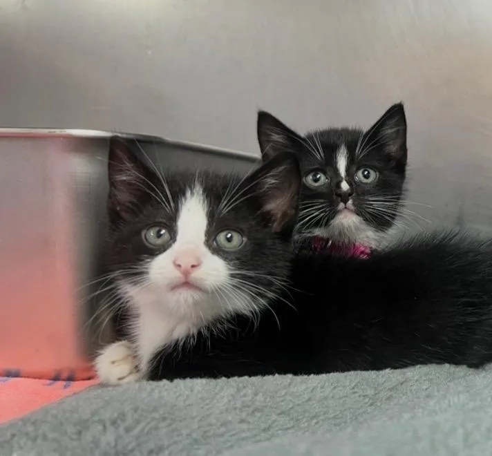 A baby small-sized male Domestic Medium Hair cat named United for adoption in Murray, KY