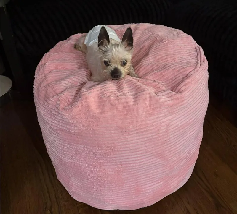 Harley Davidson thumbnail 2