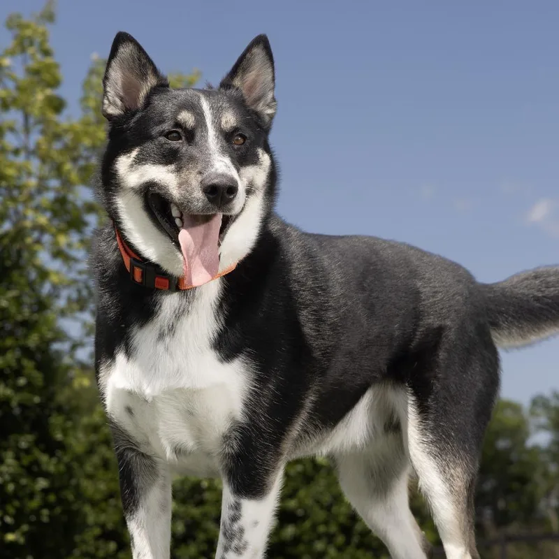 An adult medium-sized male Black Mixed Breed dog named Flint for adoption in Franklin, TN