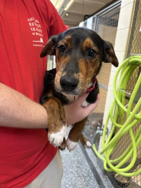 A baby medium-sized female Treeing Walker Coonhound dog named Ginger Spice for adoption in Brewster, MA