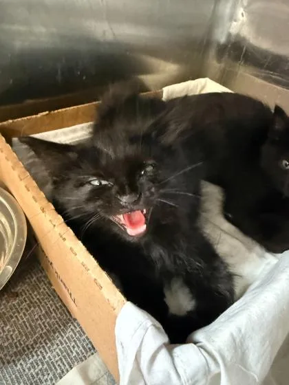 A baby small-sized male Domestic Short Hair cat named Artemus for adoption in Sevierville, TN