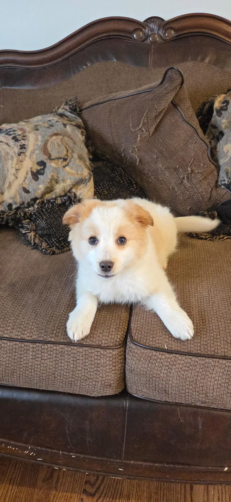 Chastity thumbnail 2