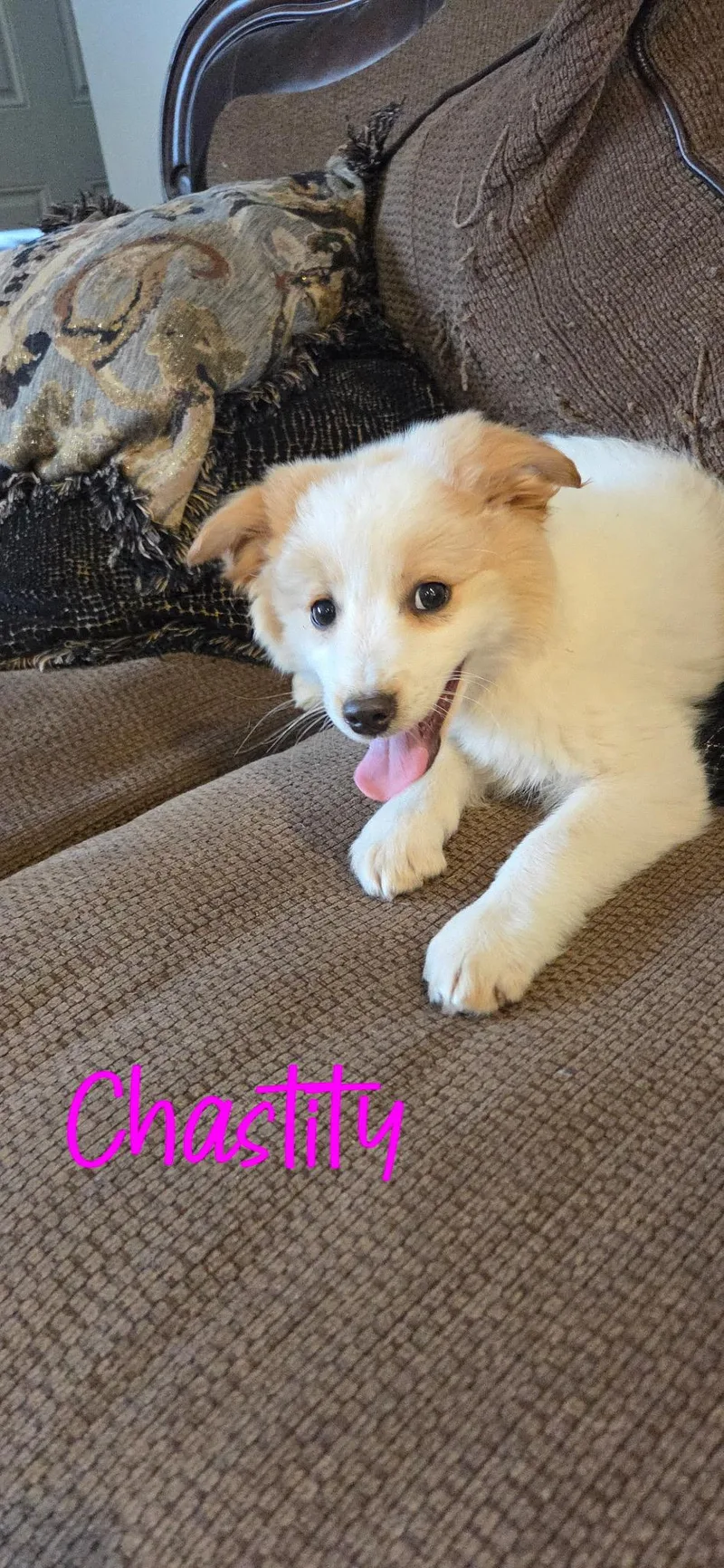 A baby medium-sized female Golden Golden Retriever dog named Chastity for adoption in Warren, MI