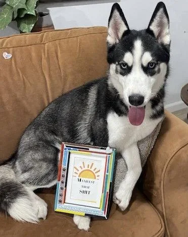 A young large-sized female Husky dog named Riley for adoption in Fort Pierce, FL